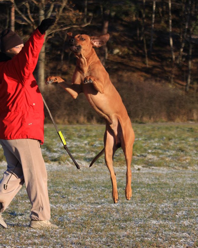 Minos playing with Annika!