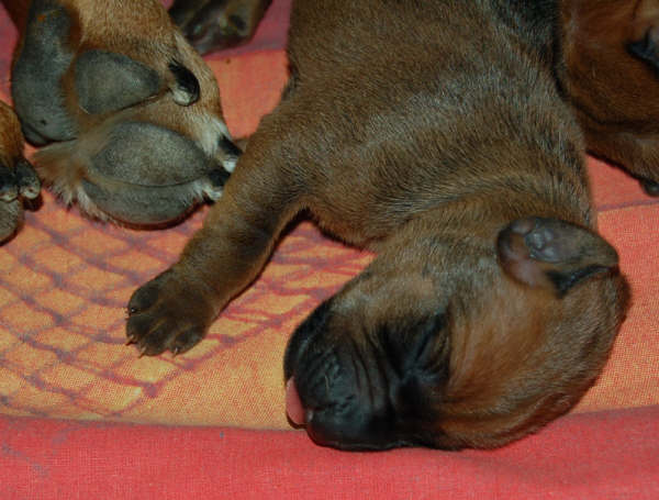Minos & Lexis puppies!