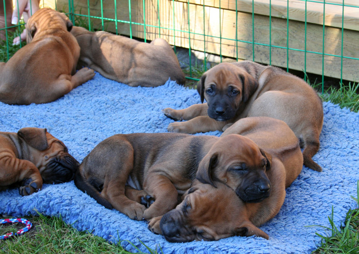 Minos puppies almost 4 weeks!