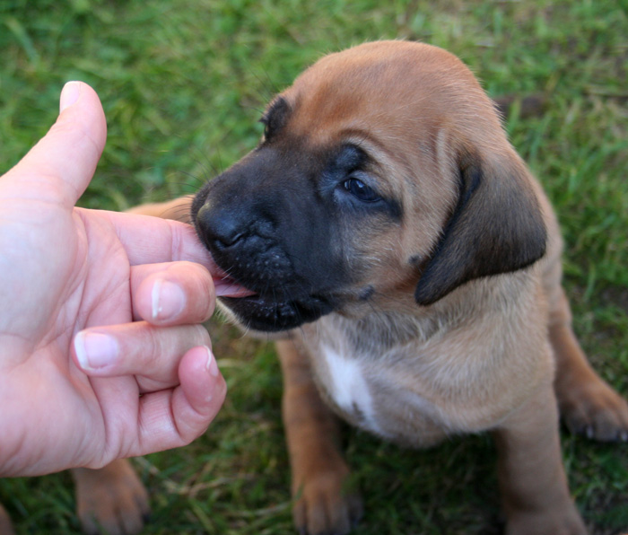 Minos puppies almost 4 weeks!