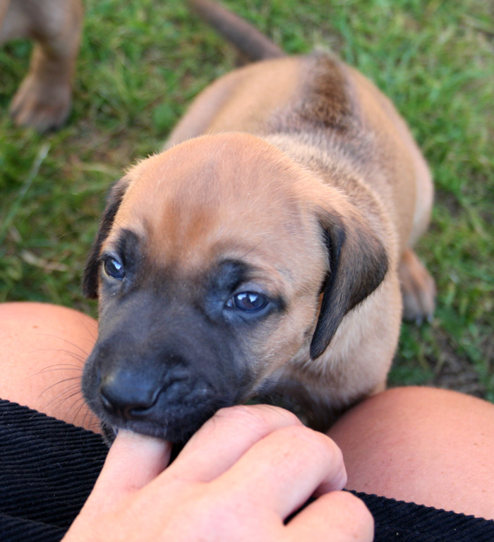 Minos puppies almost 4 weeks!