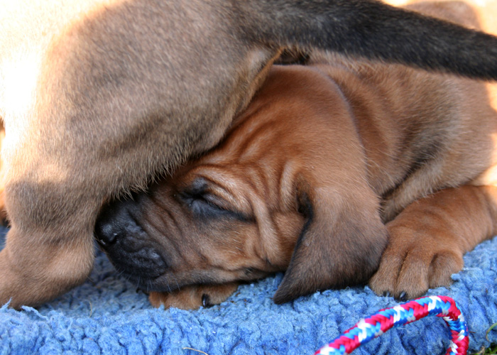 Minos puppies almost 4 weeks!