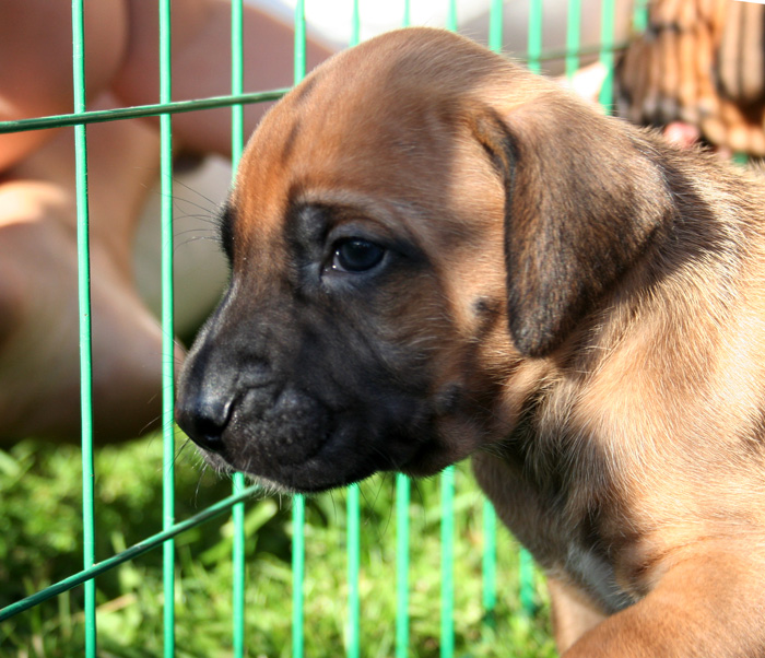 Minos puppies almost 4 weeks!