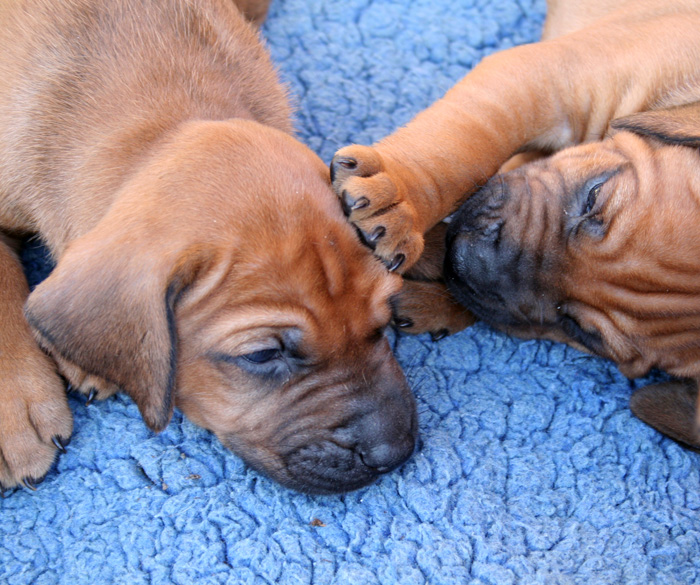 Minos puppies almost 4 weeks!