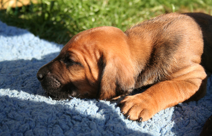 Minos puppies almost 4 weeks!