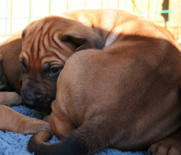 Minos puppies almost 4 weeks!