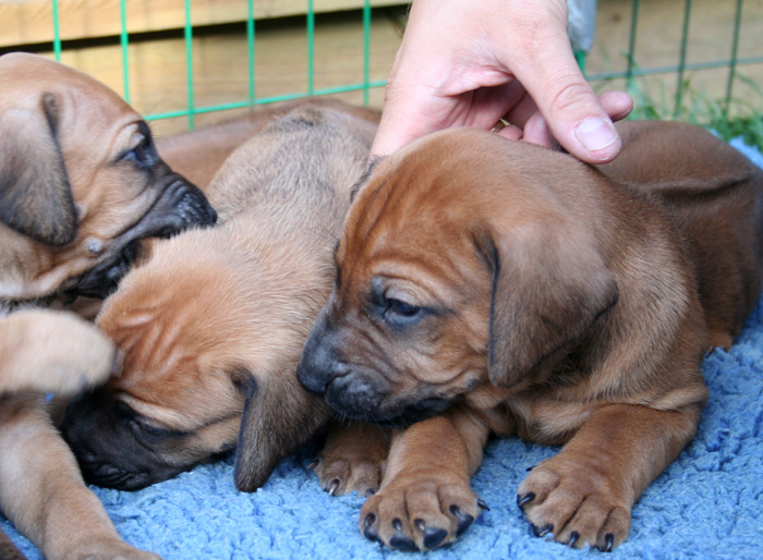 Minos puppies almost 4 weeks!