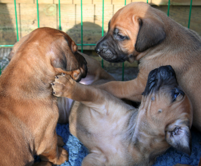 Minos puppies almost 4 weeks!