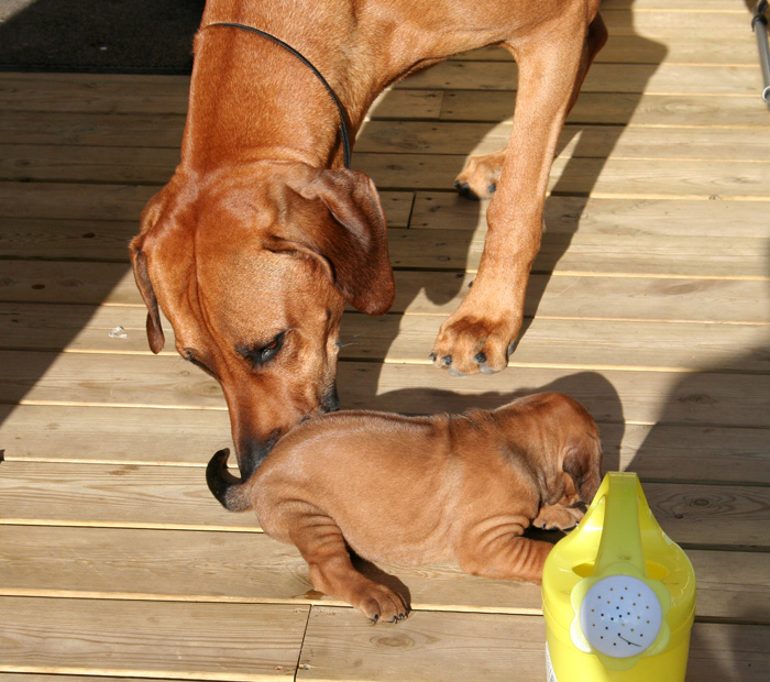 Minos puppies almost 4 weeks!