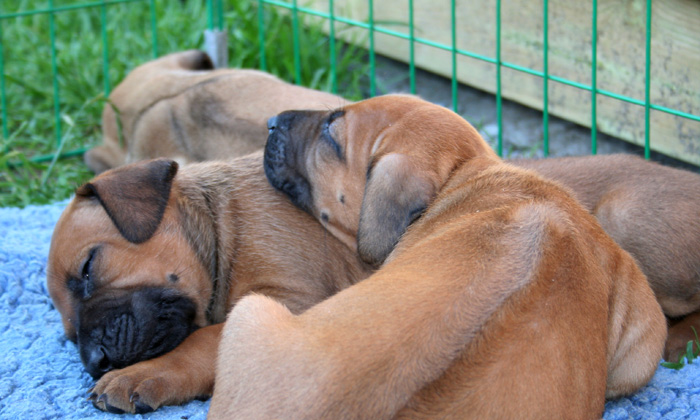 Minos puppies almost 4 weeks!