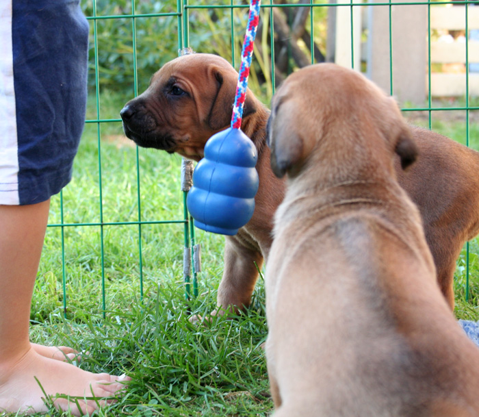 Minos puppies almost 4 weeks!