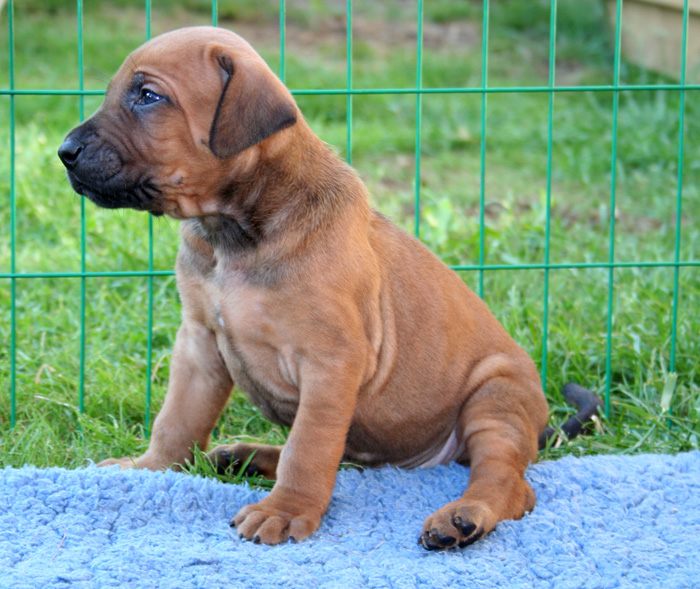 Minos puppies almost 4 weeks!