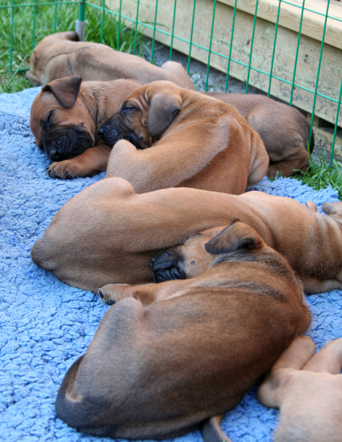 Minos puppies almost 4 weeks!