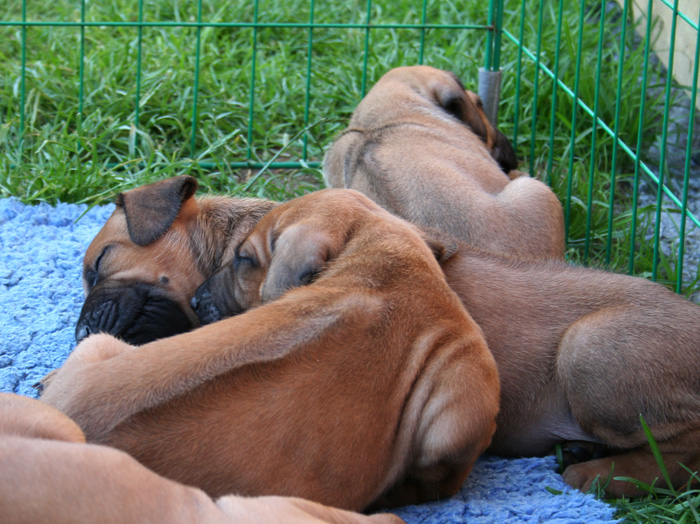 Minos puppies almost 4 weeks!