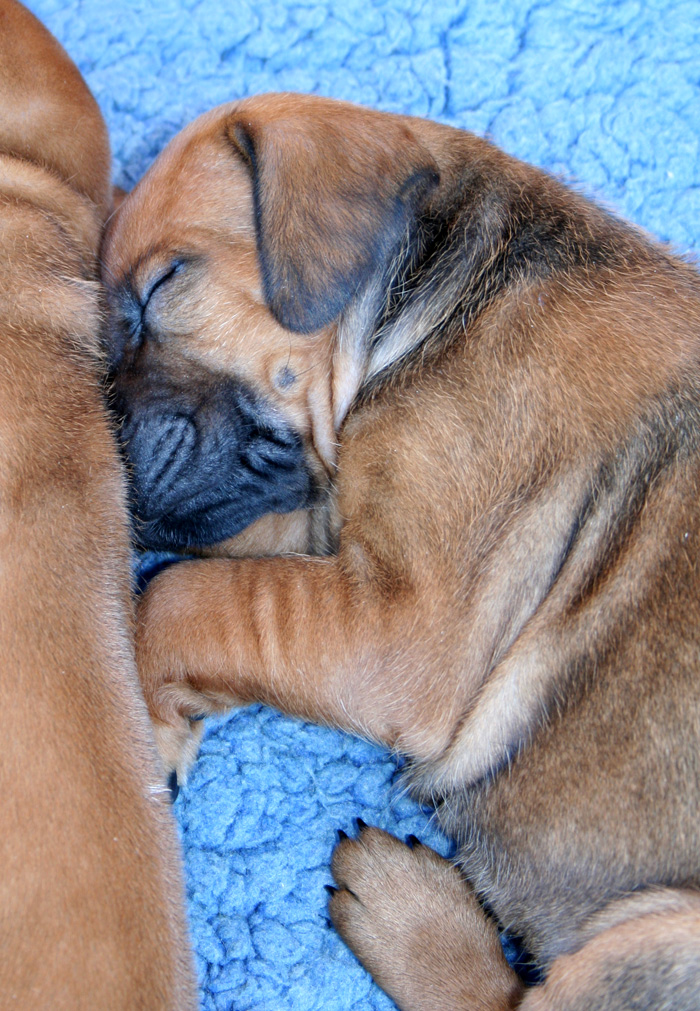 Minos puppies almost 4 weeks!