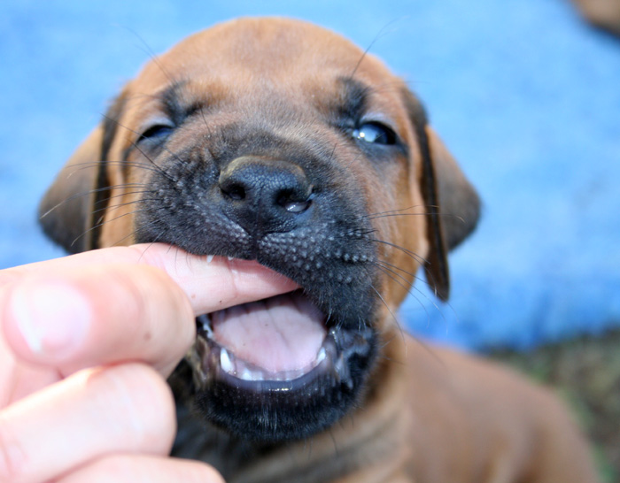 Minos puppies almost 4 weeks!