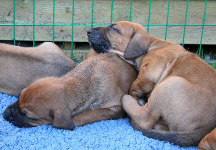 Minos puppies almost 4 weeks!