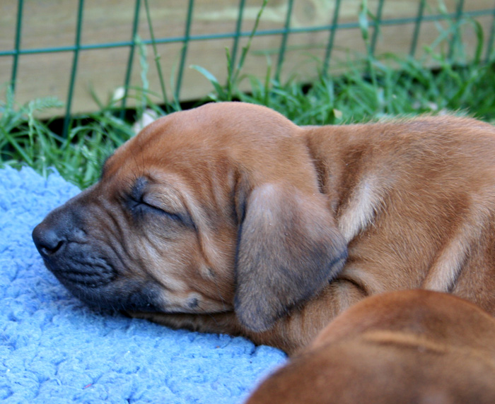 Minos puppies almost 4 weeks!