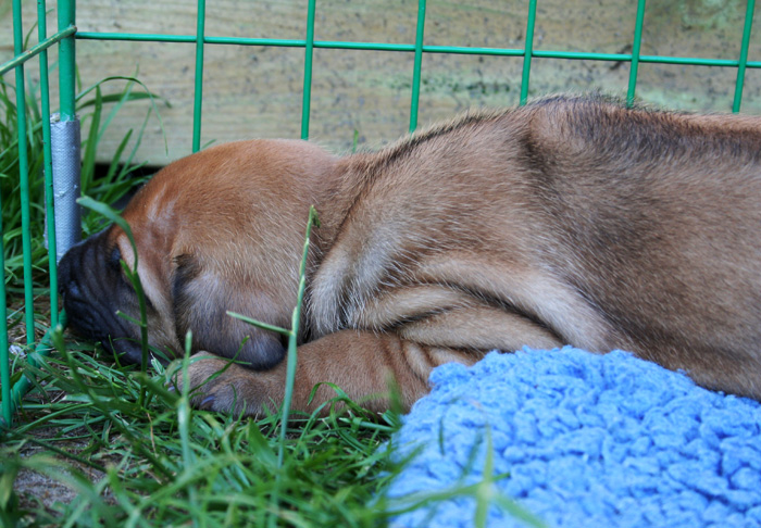 Minos puppies almost 4 weeks!