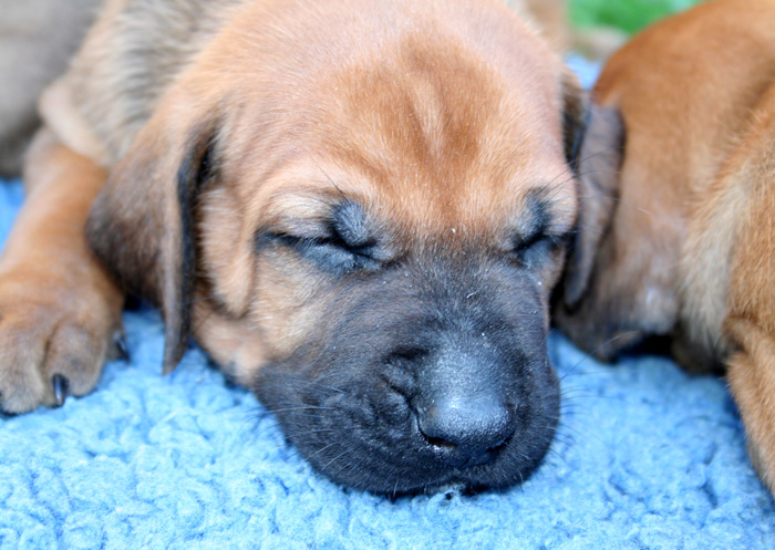 Minos puppies almost 4 weeks!