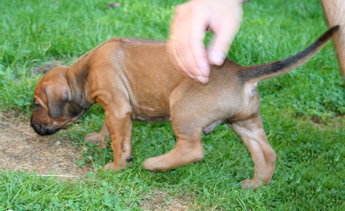 Minos puppies almost 4 weeks!