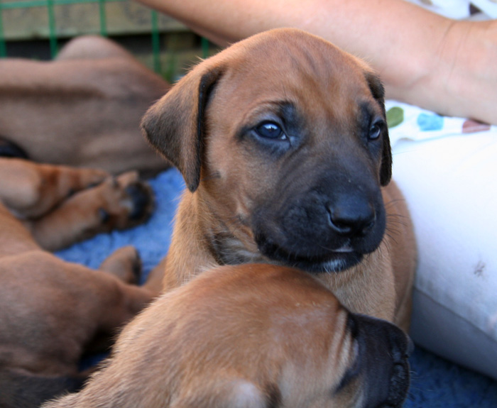 Minos puppies almost 4 weeks!