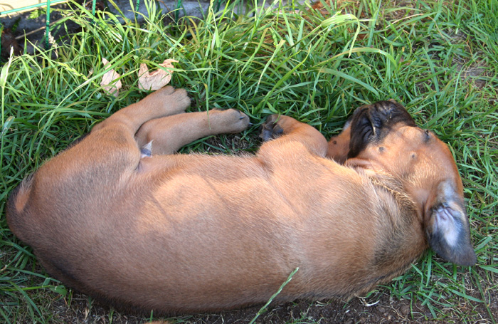 Minos puppies almost 4 weeks!