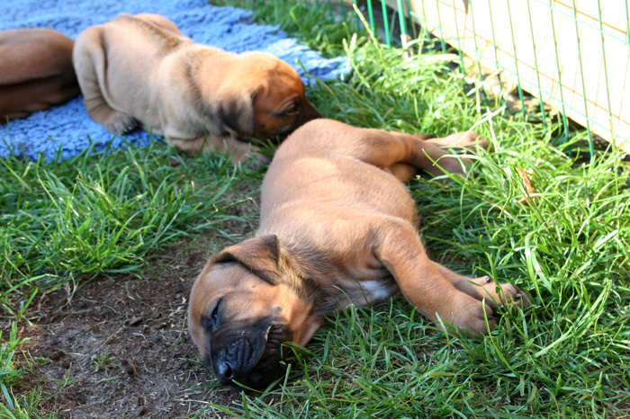 Minos puppies almost 4 weeks!