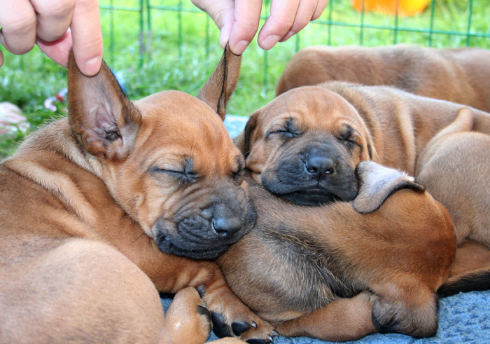 Minos puppies almost 4 weeks!