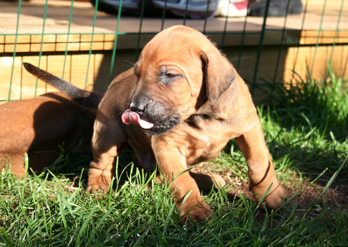 Minos puppies almost 4 weeks!