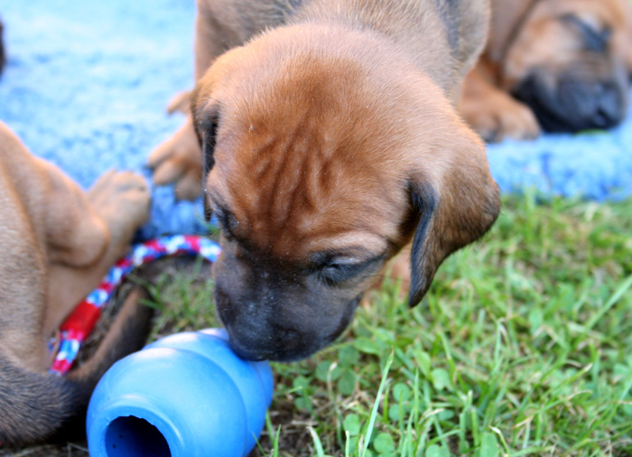 Minos puppies almost 4 weeks!