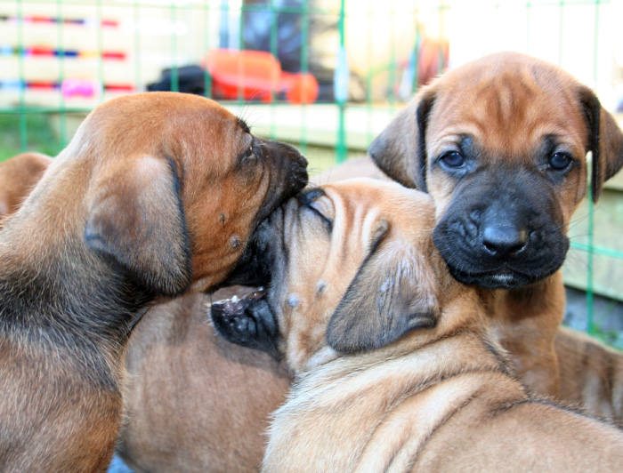 Minos puppies almost 4 weeks!