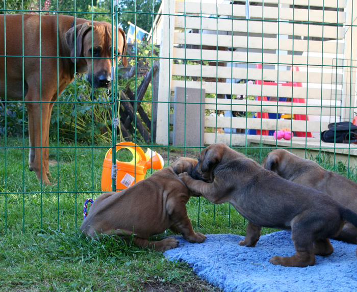 Minos puppies almost 4 weeks!