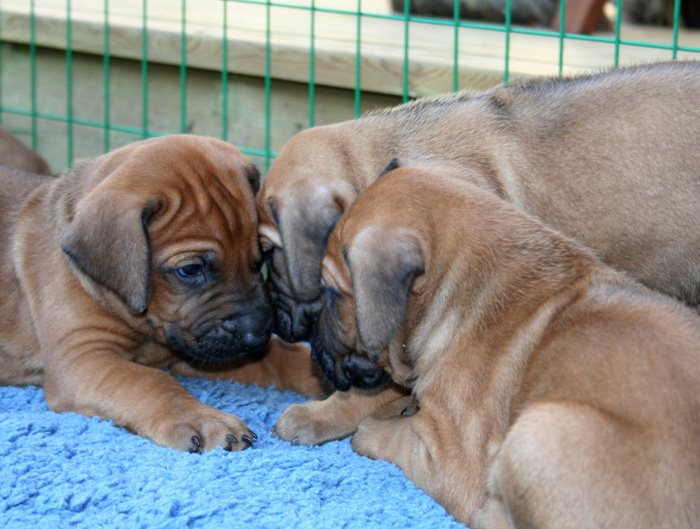 Minos puppies almost 4 weeks!