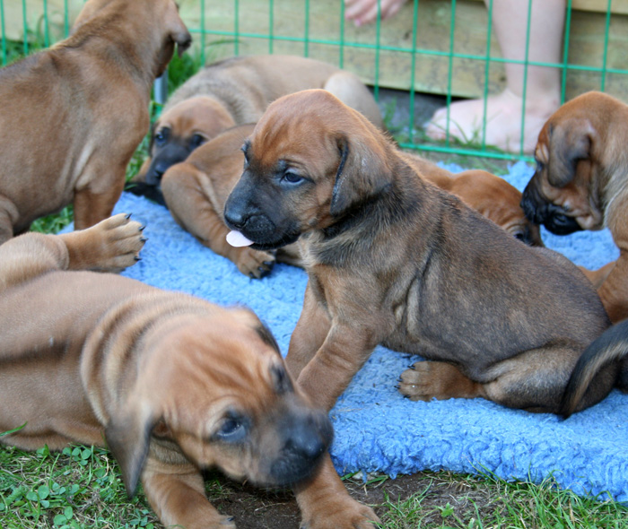 Minos puppies almost 4 weeks!