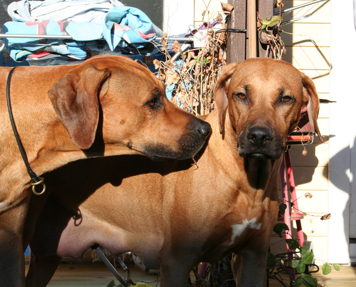 Minos puppies almost 4 weeks!