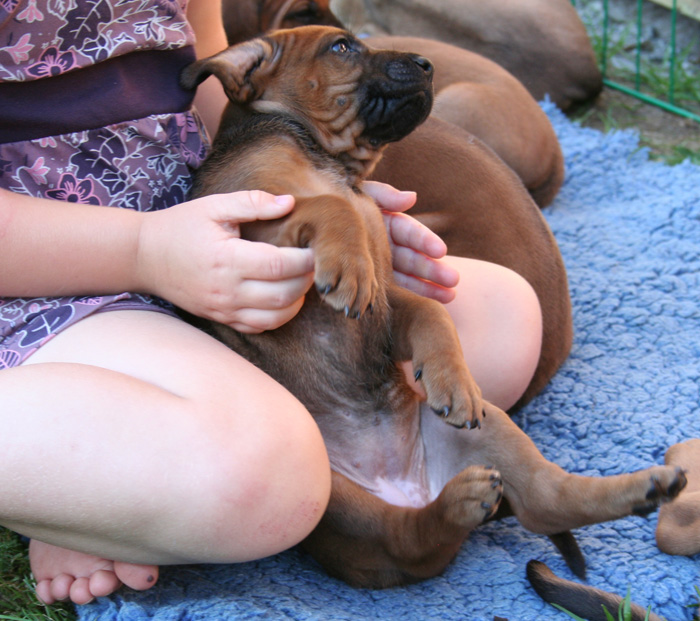 Minos puppies almost 4 weeks!