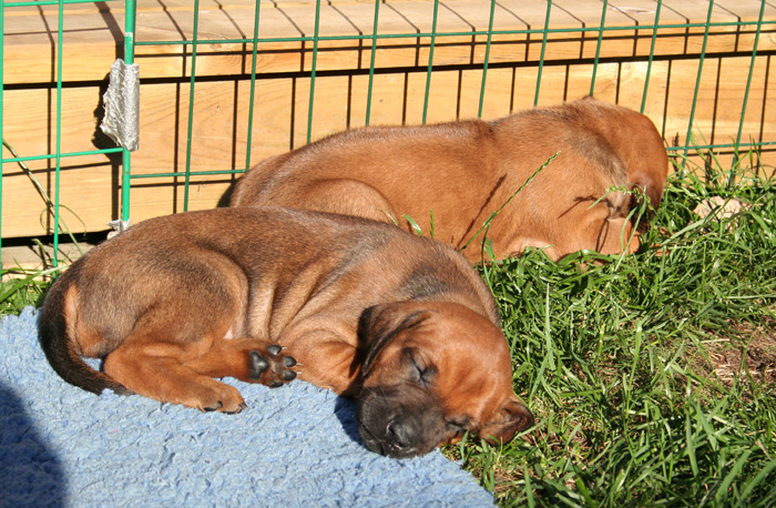 Minos puppies almost 4 weeks!