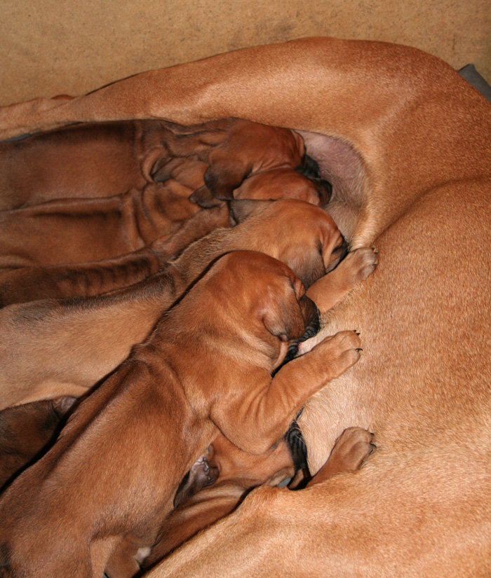 Minos puppies almost 4 weeks!