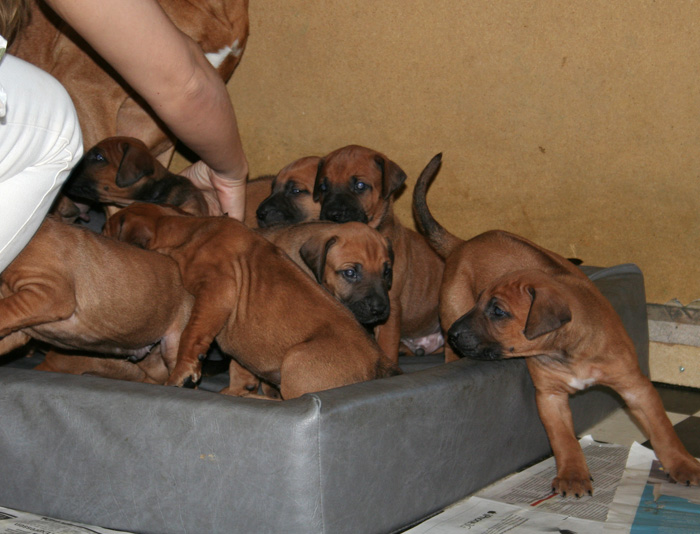 Minos puppies almost 4 weeks!