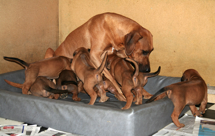 Minos puppies almost 4 weeks!