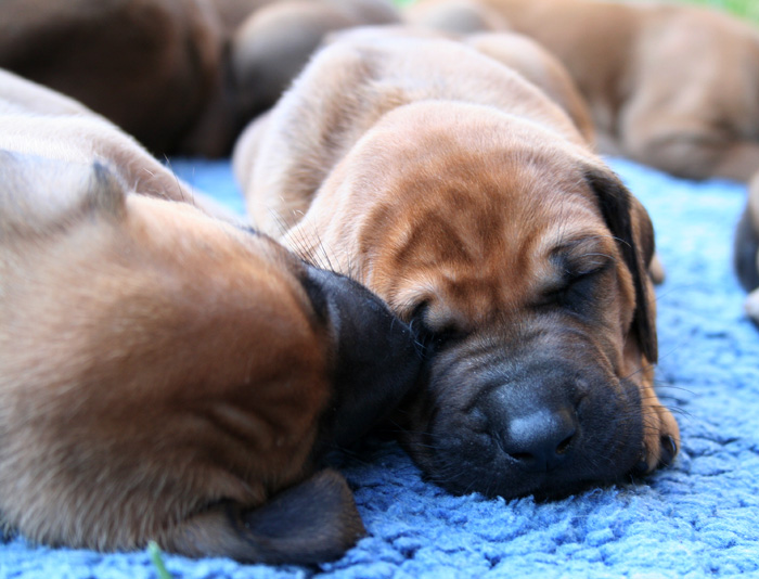 Minos puppies almost 4 weeks!