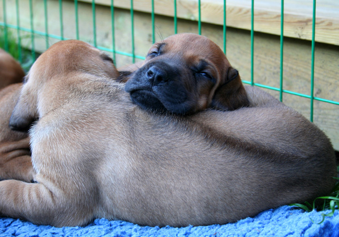 Minos puppies almost 4 weeks!