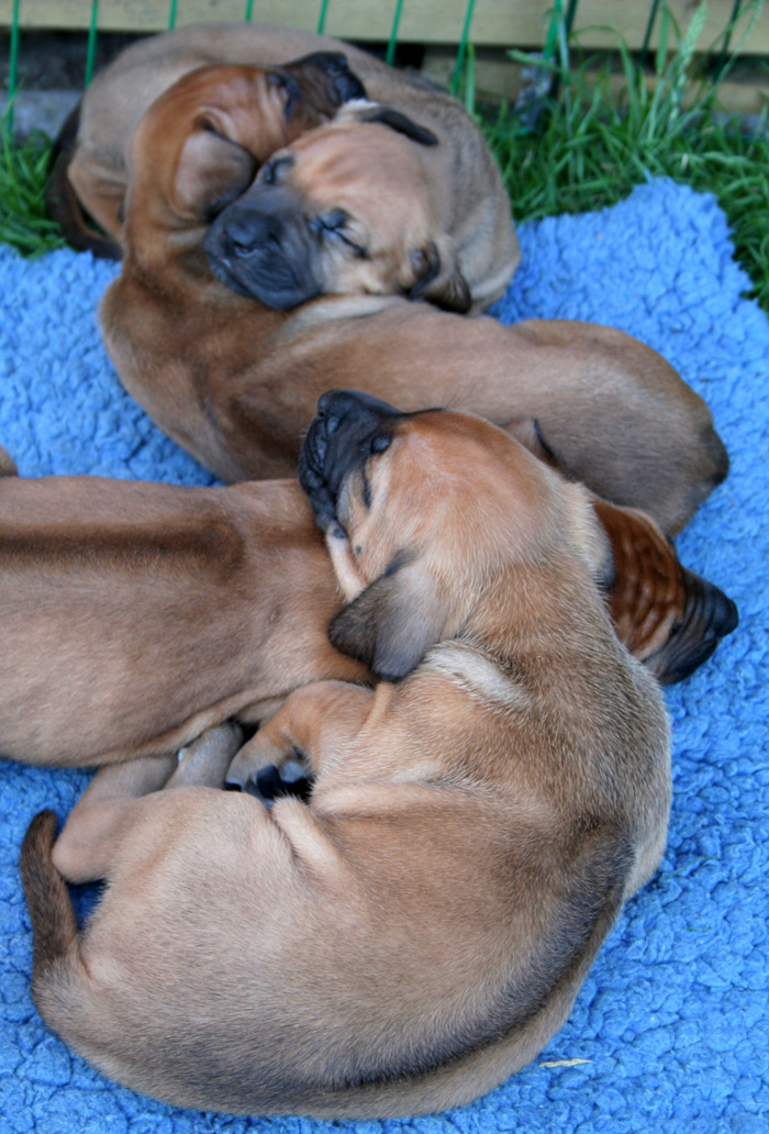 Minos puppies almost 4 weeks!