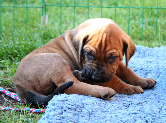 Minos puppies almost 4 weeks!