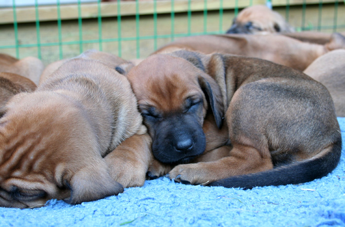 Minos puppies almost 4 weeks!