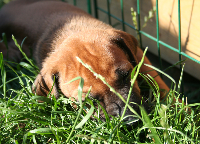 Minos puppies almost 4 weeks!