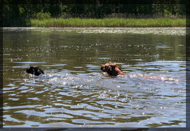 Taking a dip in Hjlmaren Lunger!