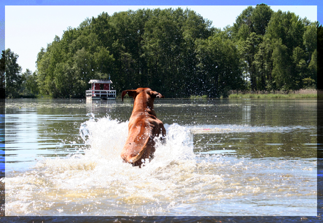 Taking a dip in Hjlmaren Lunger!