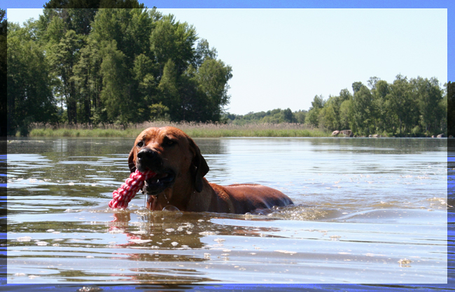 Taking a dip in Hjlmaren Lunger!